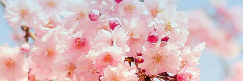 ammarsaeed1983's profile banner image