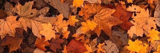 sunofcali_'s profile banner image