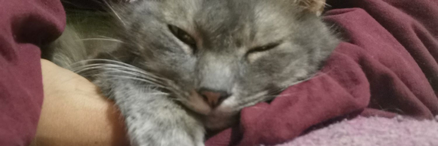 Kmisha22's profile banner image
