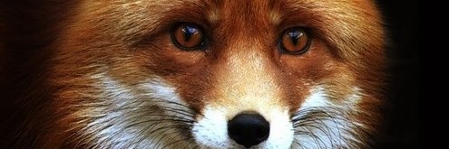 Carole Ann Griggs banner