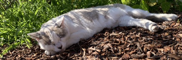 welyyval Profile Banner