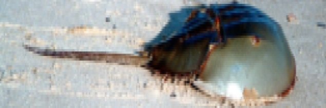 a finger too far banner