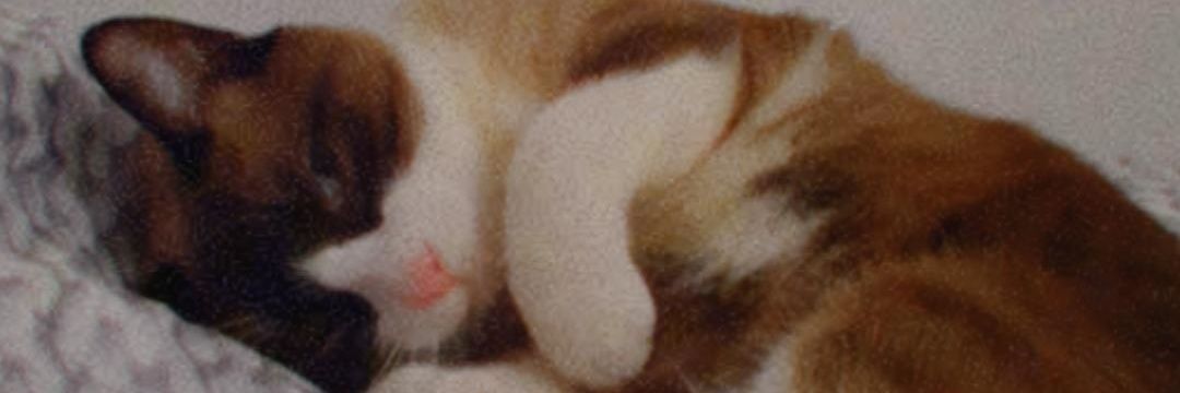 inesgute's profile banner image