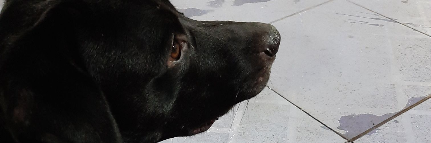 netogsousa's profile banner image