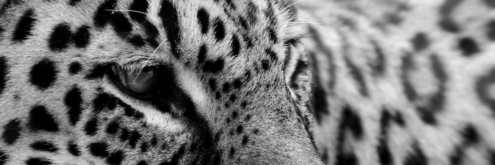 risshe's profile banner image