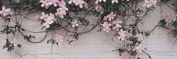 celeste_a96's profile banner image