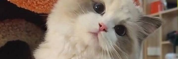 KitoOfficial567's profile banner image