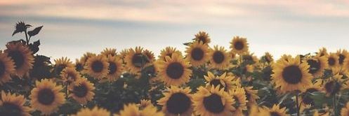 Brunaarmando's profile banner image