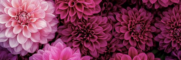 NotoriousNeash Profile Banner