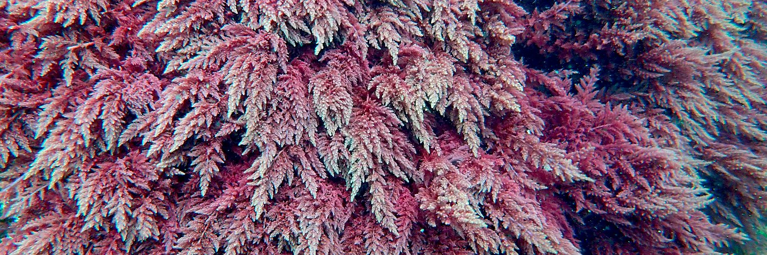 Ficología España /Spanish Phycological Association banner