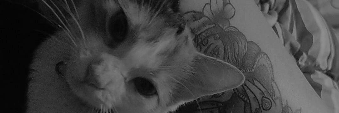 Corchuu's profile banner image