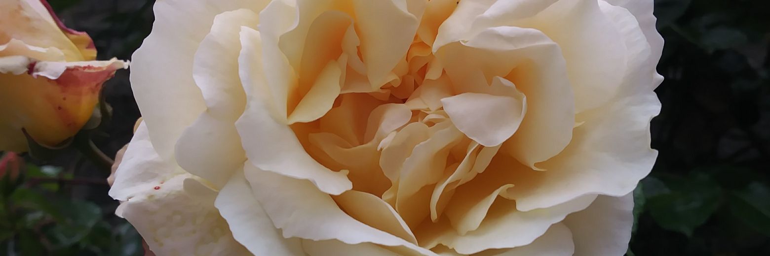 cschu084's profile banner image