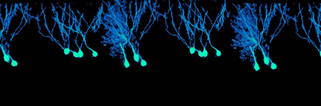 UTSW Neuroscience's banner