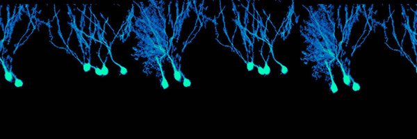 UTSWNeurosci Profile Banner