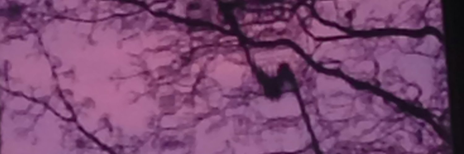 _nii_san's profile banner image