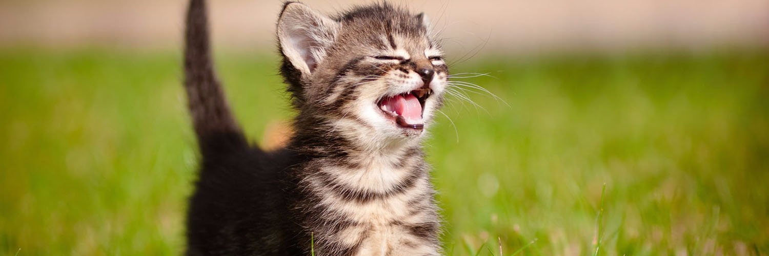 City Pets, Manhattan's House Call Vets banner