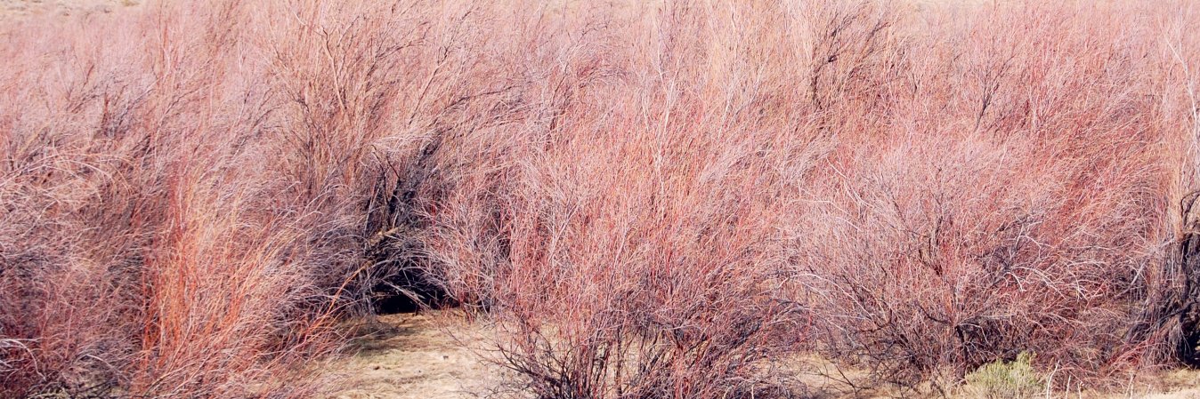 World Journal banner