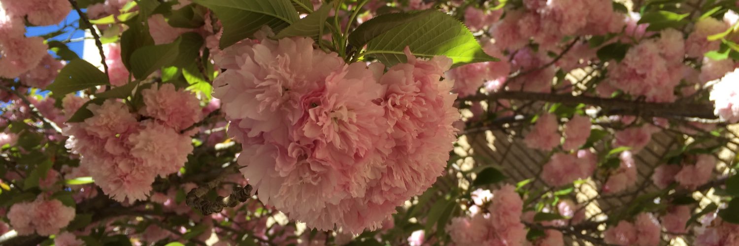 Janice Davern banner