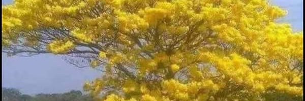 Marocamedijo's profile banner image