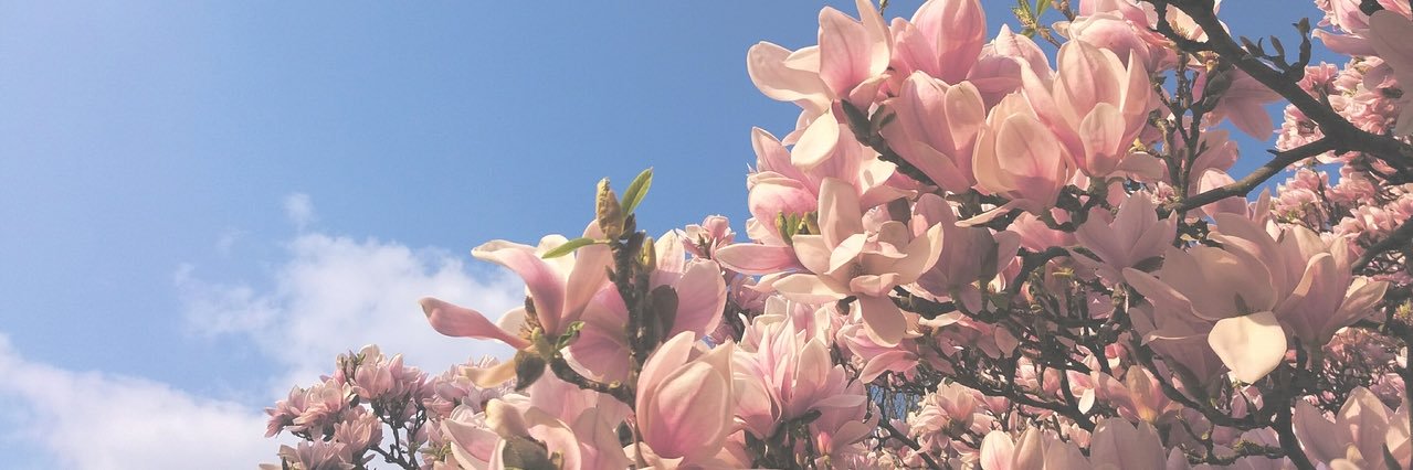 ♡ʀᴏsᴀ♡ banner