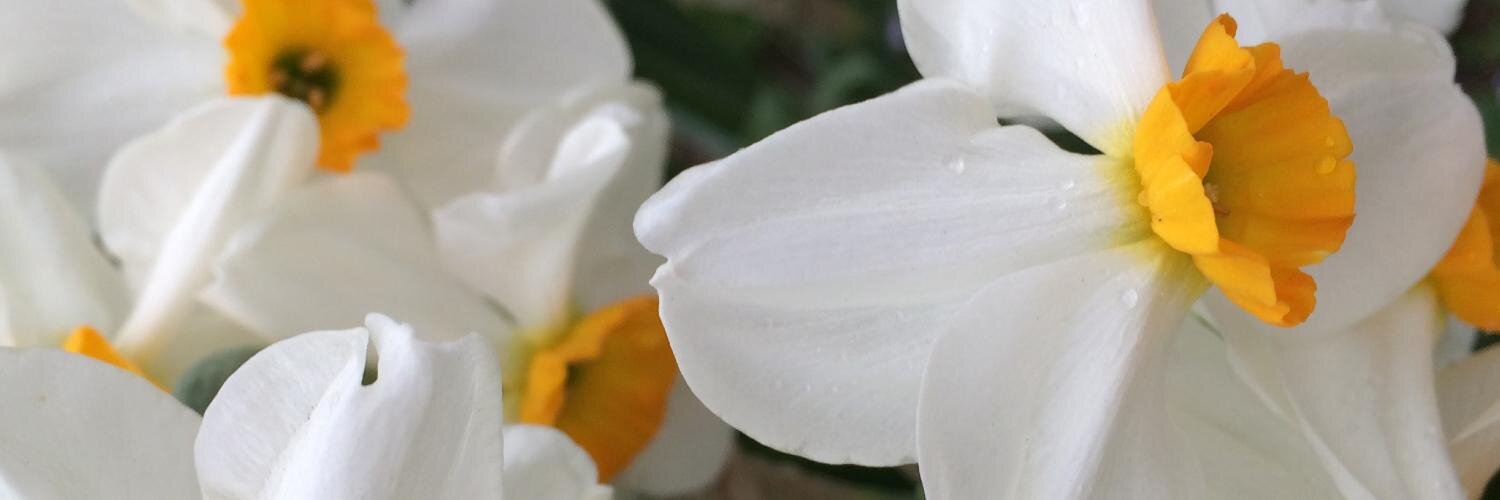 SusanSfoto's profile banner image