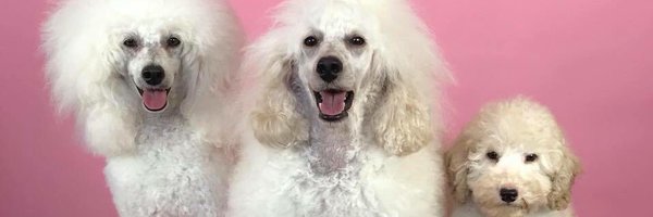 PoodleVenice Profile Banner
