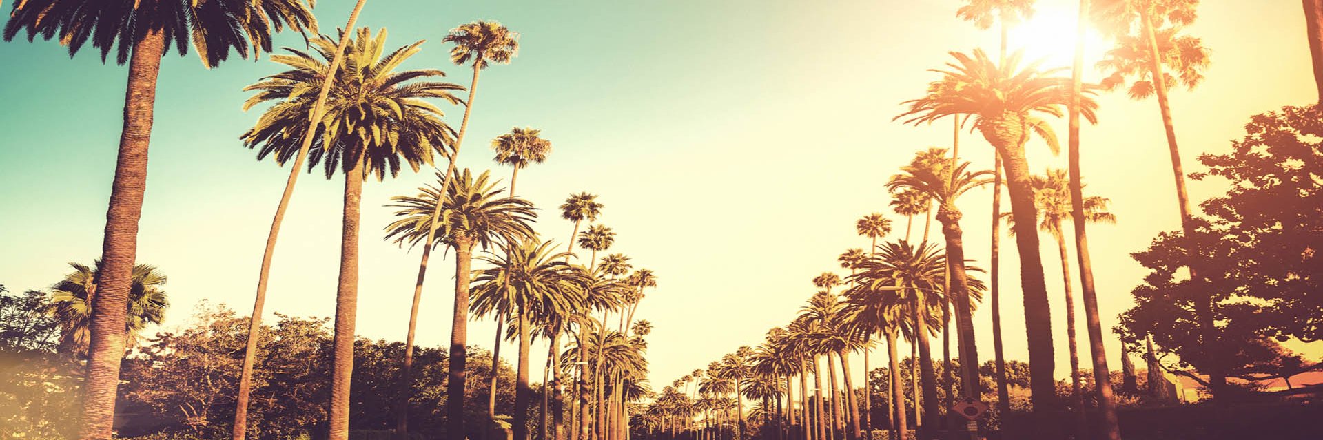 Rachel Specter banner