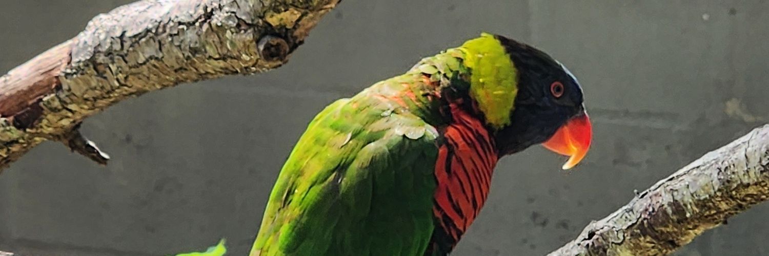 MaxColegrove's profile banner image