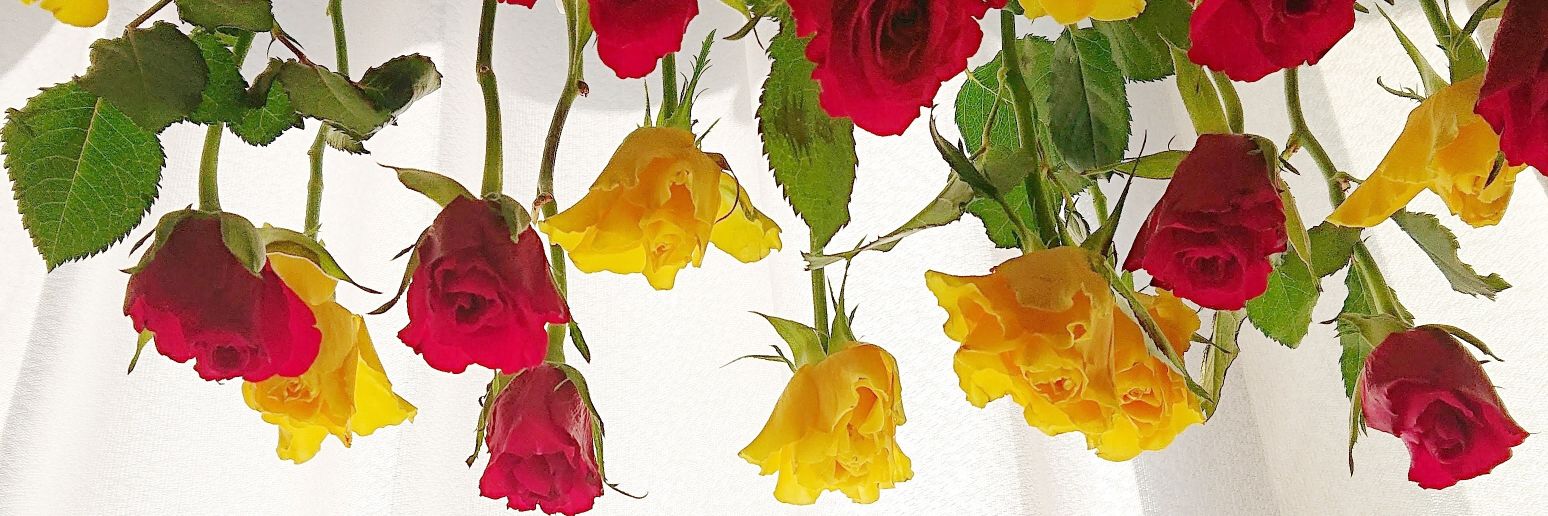 ROKO1650's profile banner image