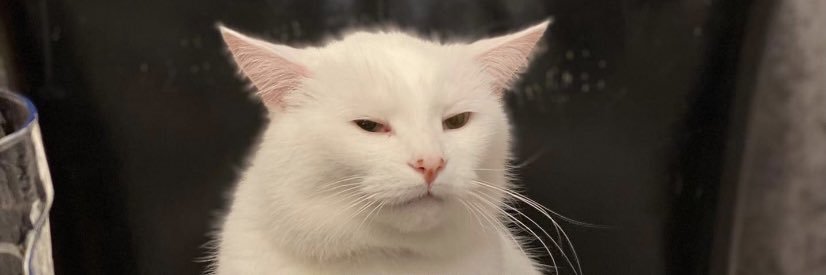 HoustonNotTexas's profile banner image