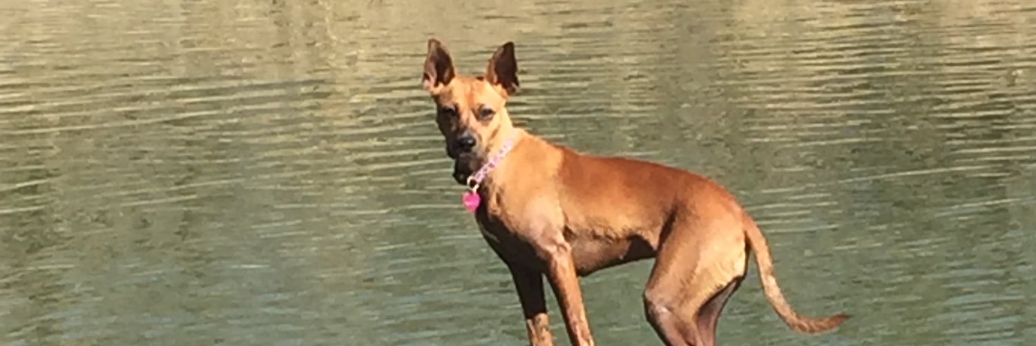 NikkiMollet's profile banner image