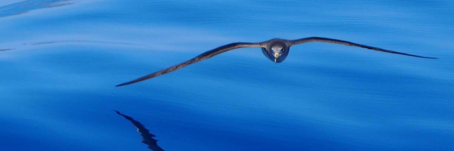 @insularmss.bsky.social banner