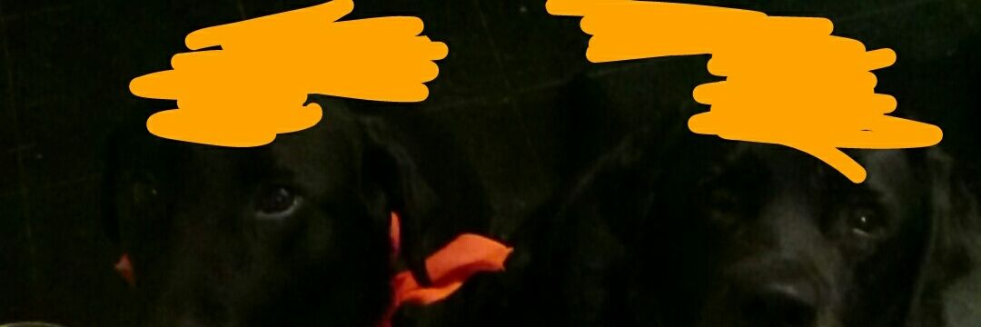 RealDogTrumps's profile banner image