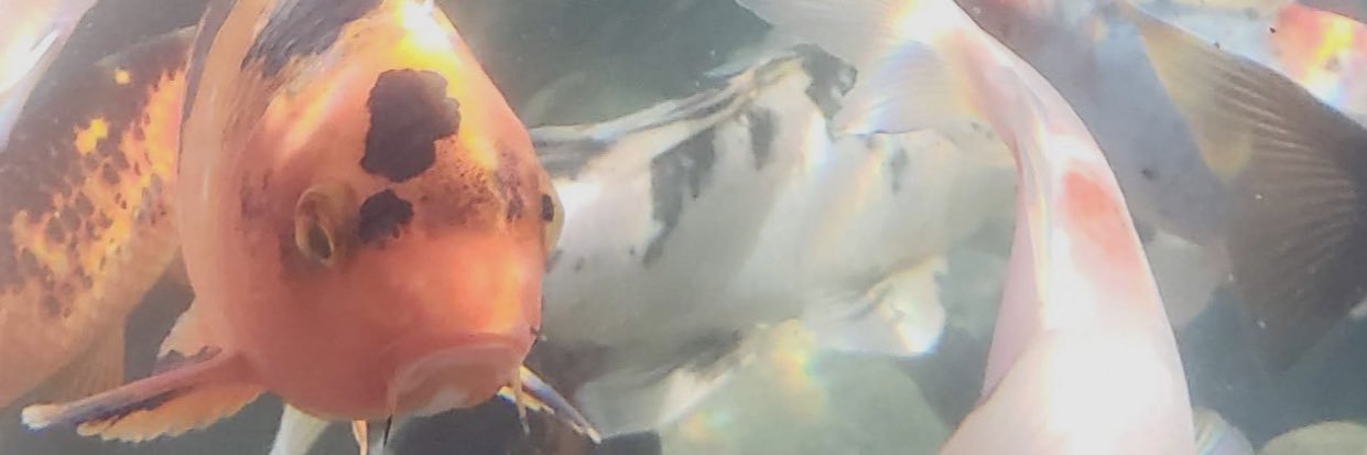 Mosleem's profile banner image