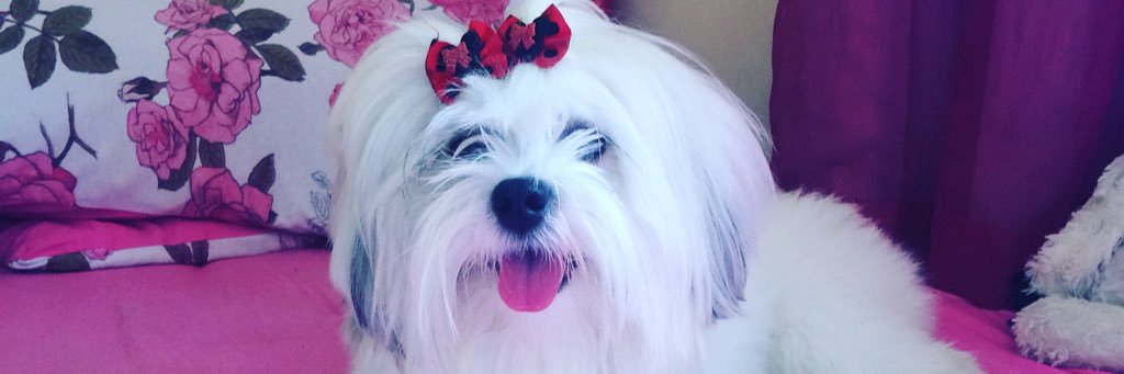 thaynaotoni's profile banner image