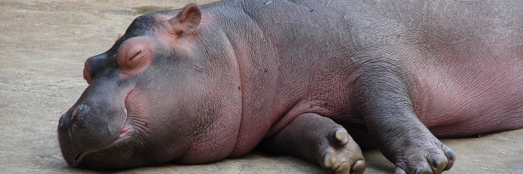 Rin (they/them) banner