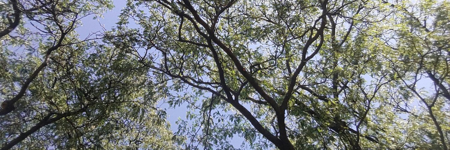 camicoral_'s profile banner image