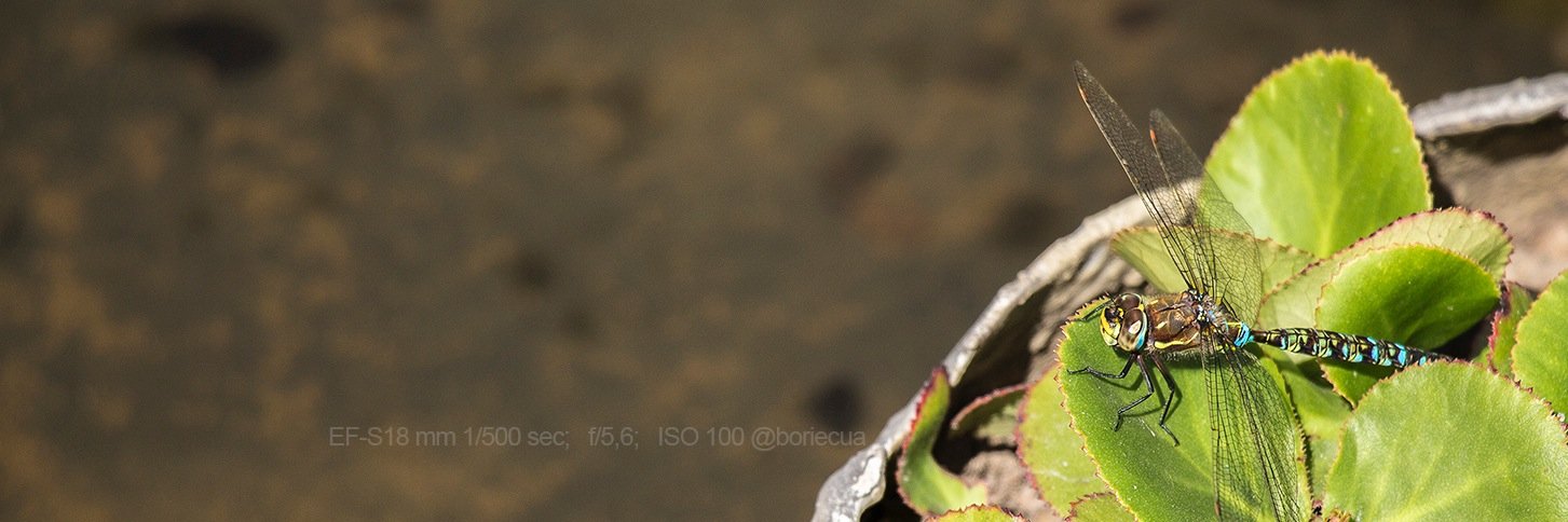 Boriecua's profile banner image