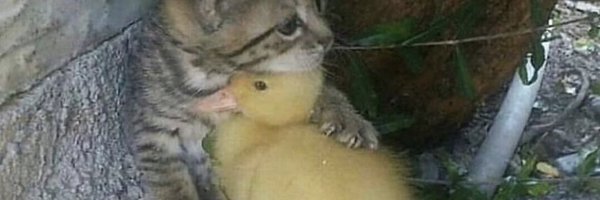 brettbird0 Profile Banner