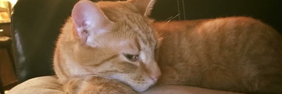 clarkedcat's profile banner image