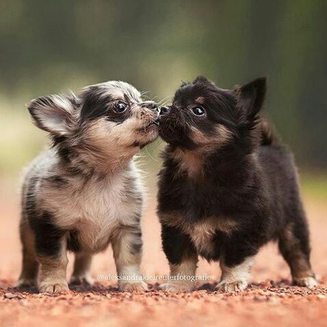 Daniel Robertus banner