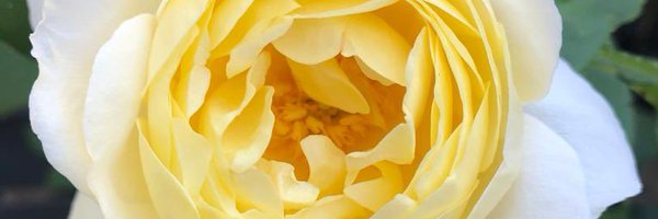 FulhamMissy Profile Banner