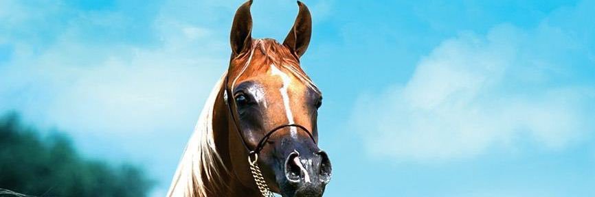 shm_it1's profile banner image