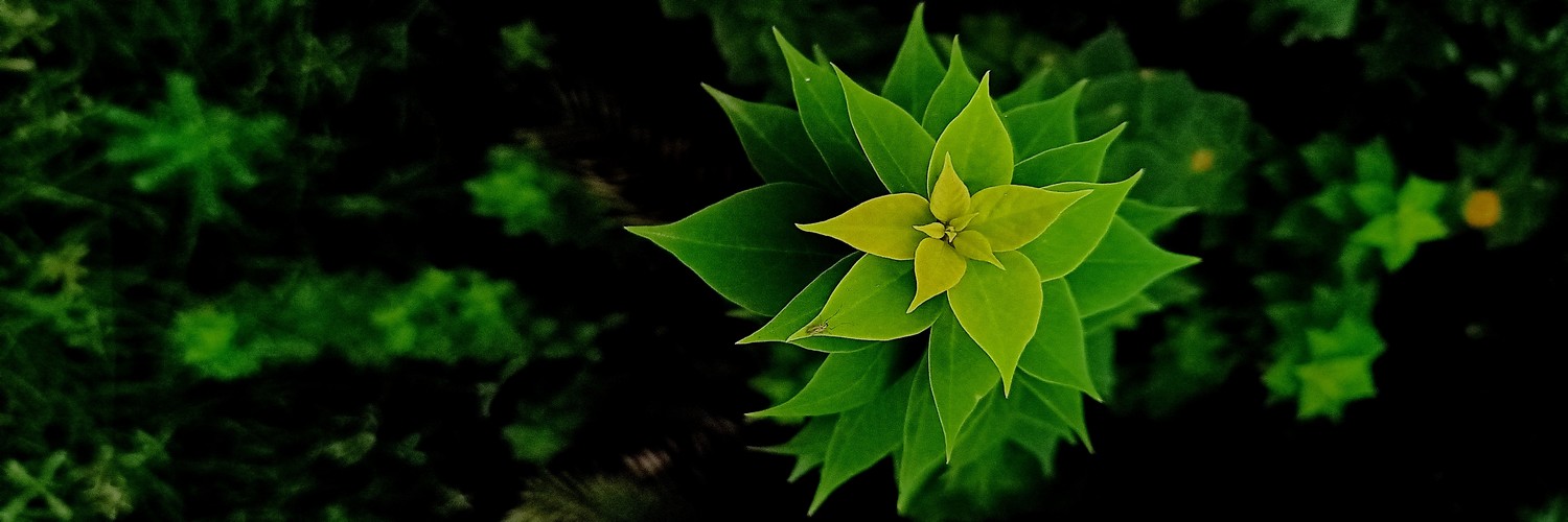 Growth Mindset banner