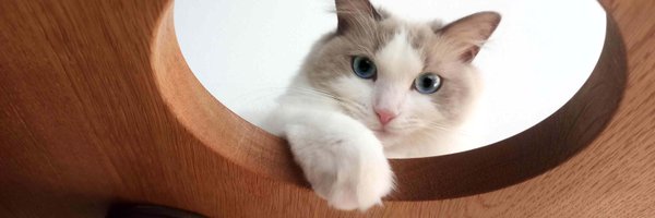 Gris_Fringe Profile Banner