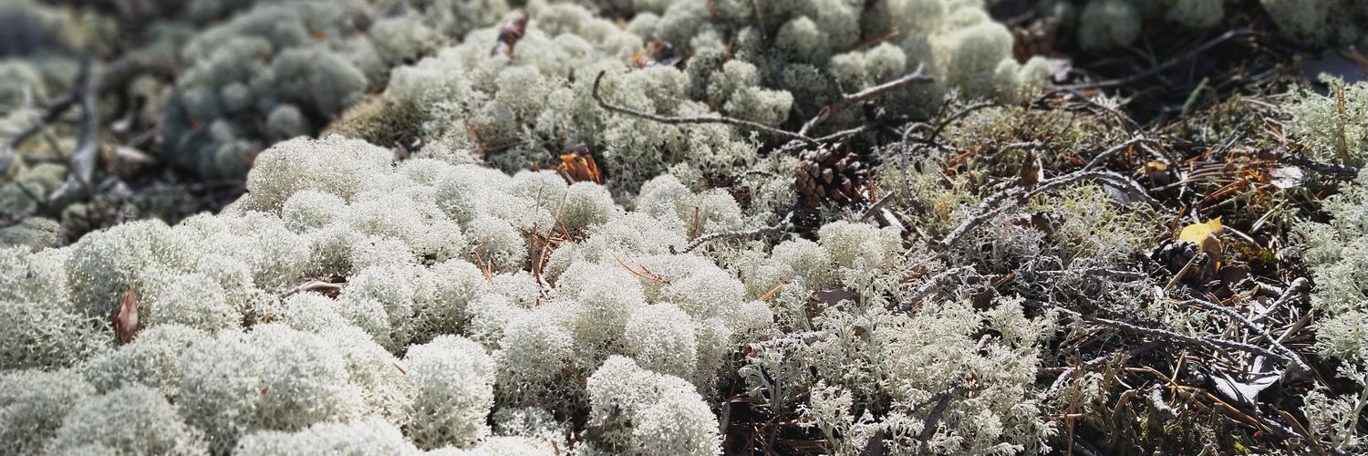Penny Nymark, PhD banner