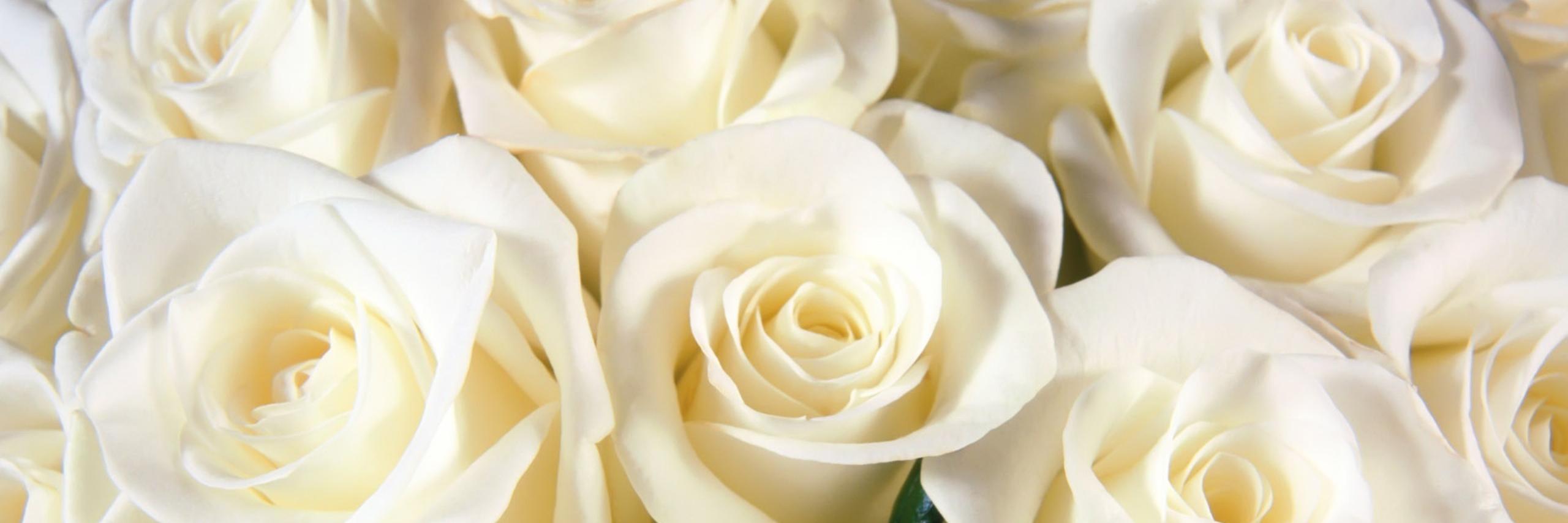 Shusharina96's profile banner image