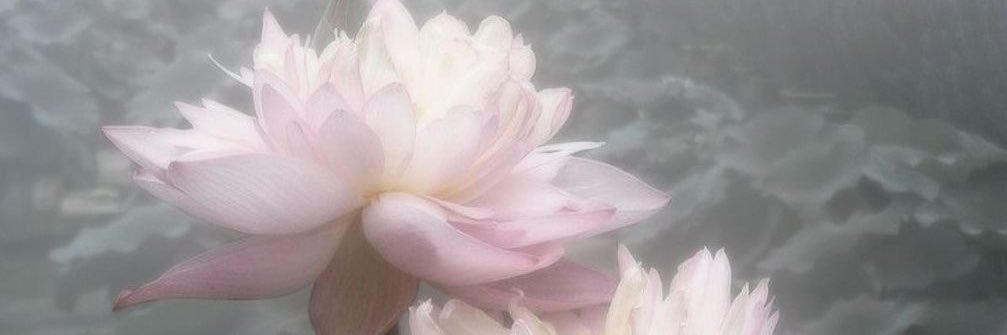 meeaghann's profile banner image