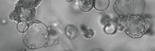 soragnilab Profile Banner
