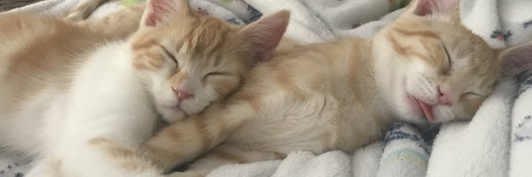 lilsister7 Profile Banner